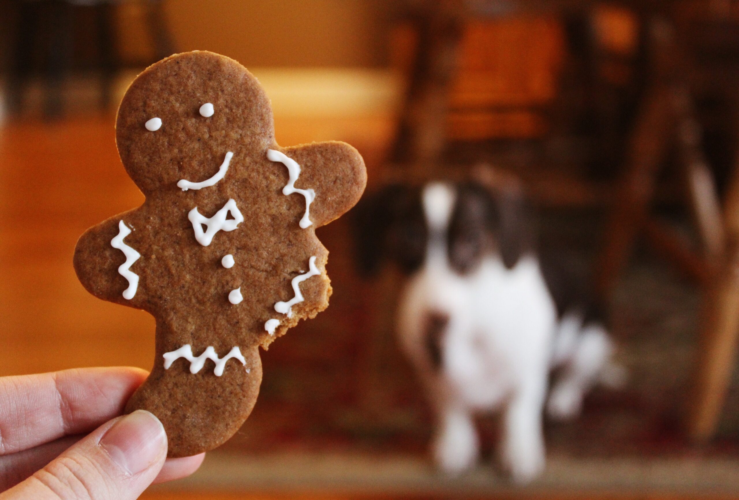 Cookie for Dog