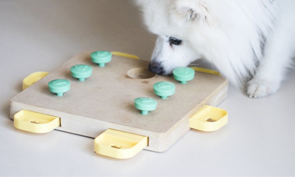 Dog Playing Game