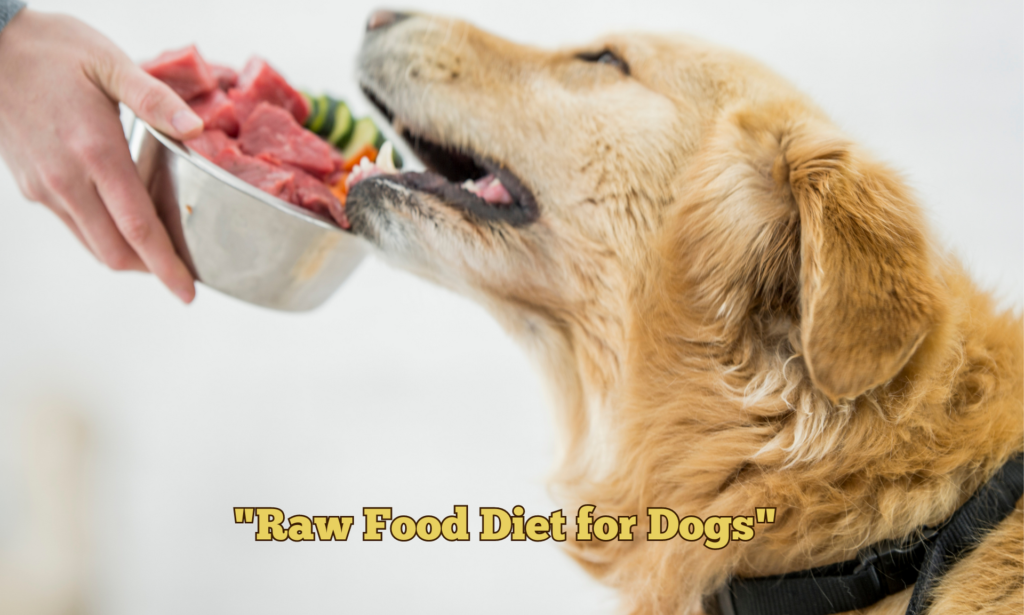 Dog Served with Raw Food