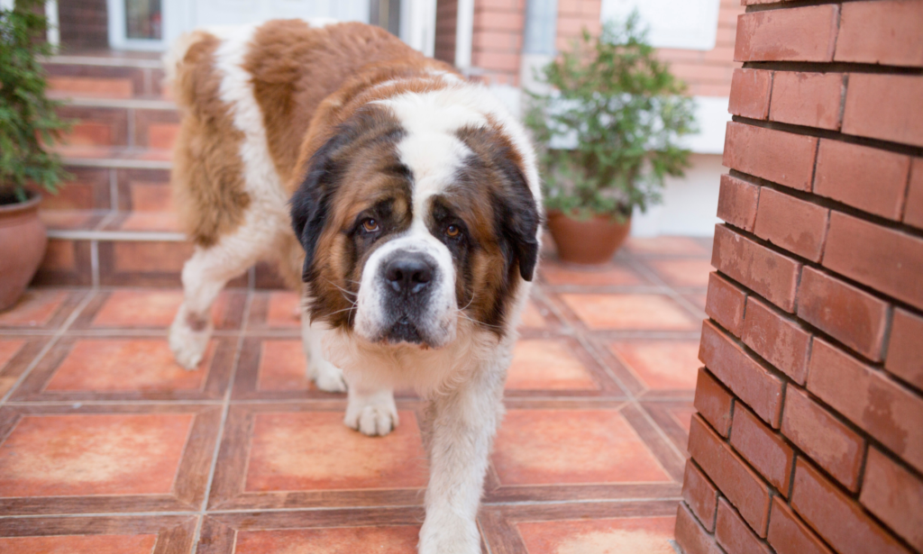 Saint Bernard Biggest Dog Breed