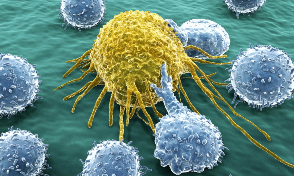 The Immune System's Role