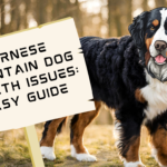 Bernese Mountain Dog Health Issues Easy Guide