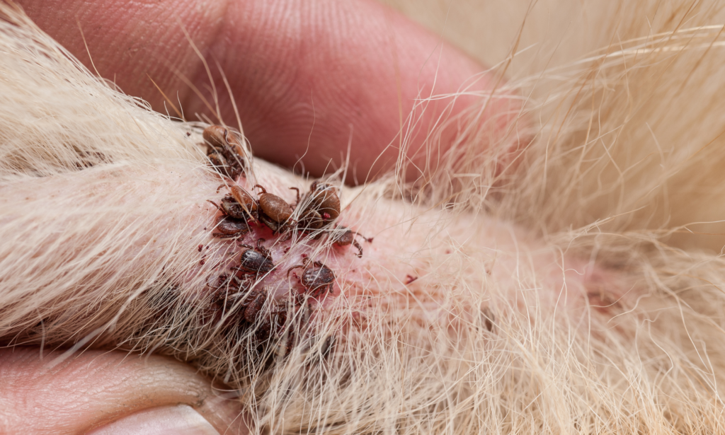 Dog Lyme Disease in Different Regions